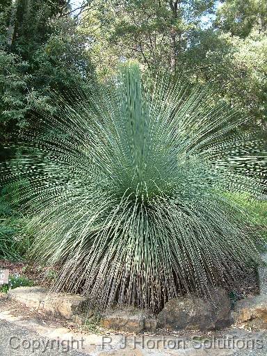 Grass tree 